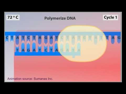 Video: Wat is de polymerasekettingreactie PCR Masteringbiology?