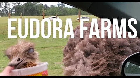 EUDORA FARMS drive-thru safari in Salley, SC