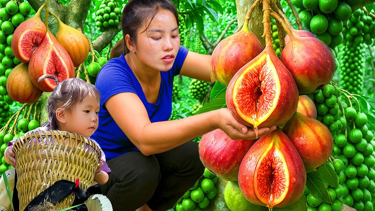 Harvest Giant figs in the forest with single mom to sell