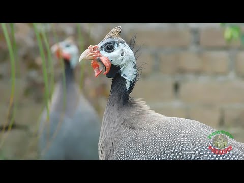 वीडियो: किन पक्षियों को गिनी मुर्गी कहा जाता है