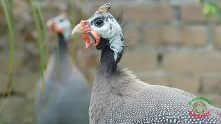 Guinea Fowl Calls