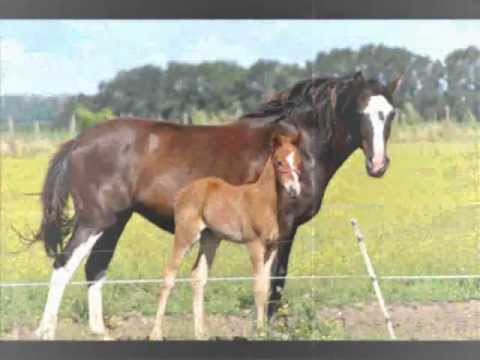 Zamba para mi hijo.wmv