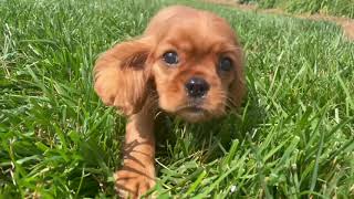 10Week Old Cavalier King Charles Spaniel Puppy