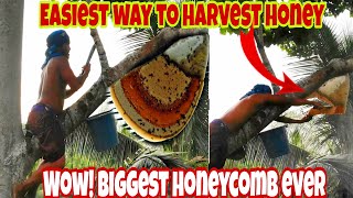 Harvesting  Honey from Wild Honey Bee | Pulot Pukyutan in Philippines Part 2