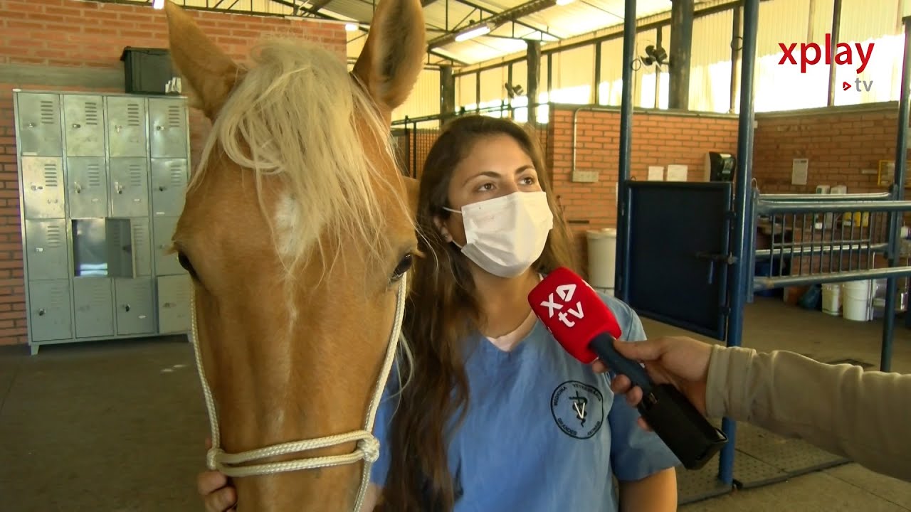 Cavalos sobreviventes abatedouro clandestino são resgatados pela PAC e  SOAMA – SOAMA