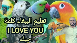 تعليم الببغاء كلمة(  I love you )  احبك مكررة نصف ساعة مسجل لجميع الببغاوات الكاسكو الدرة الهندي