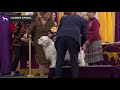 Spaniels (Clumber) | Breed Judging 2020 の動画、YouTube動画。