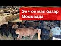 Өнүгө берсин кыргызым 🇰🇬 Москвада эң чоң малбазар жылкы уй койбар