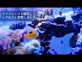 [最も人気のある！] 海水魚 ライブロック レイアウト 305676-海水魚 ライブロック レイアウト