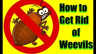 How to Get Rid of Weevils (pantry moths) in 5 Simple Steps