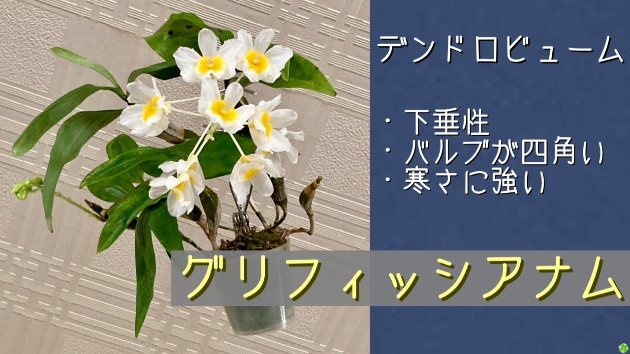 April 3, 2026: Dendrobium griffisianum - a pendulous, robust