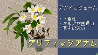 April 3, 2026: Dendrobium griffisianum - a pendulous, robust