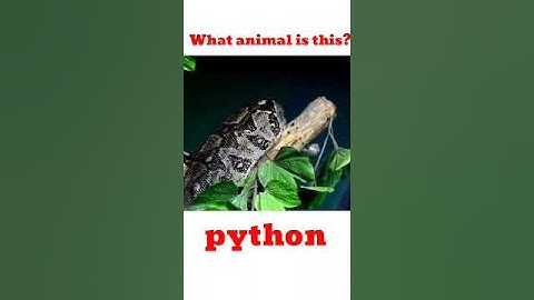 Câu Đố Vui Về Con Vật – Đố Em Đoán Được Không? 🐾 | CÔ ĐỐ EM #shorts #tienganhchotre #caudo #quiz