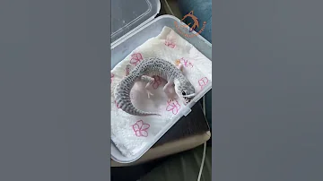 Before And After Animals Growing Up Adorableanimals Animals Transformation Tiktok Viral Shorts 