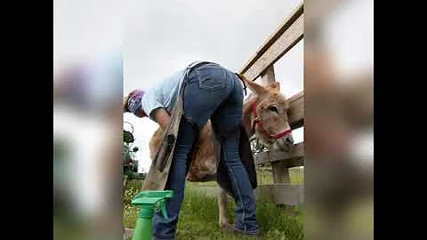 Trimming Ruby donkey hoof trim