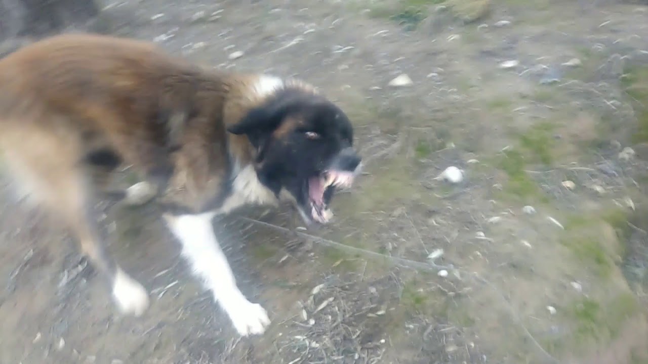 Köpek havlaması sesleri vahşi hırçın Aksaray malaklisi çılgın köpek