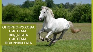 Опорно рухова система. Видільна система. Покриви тіла