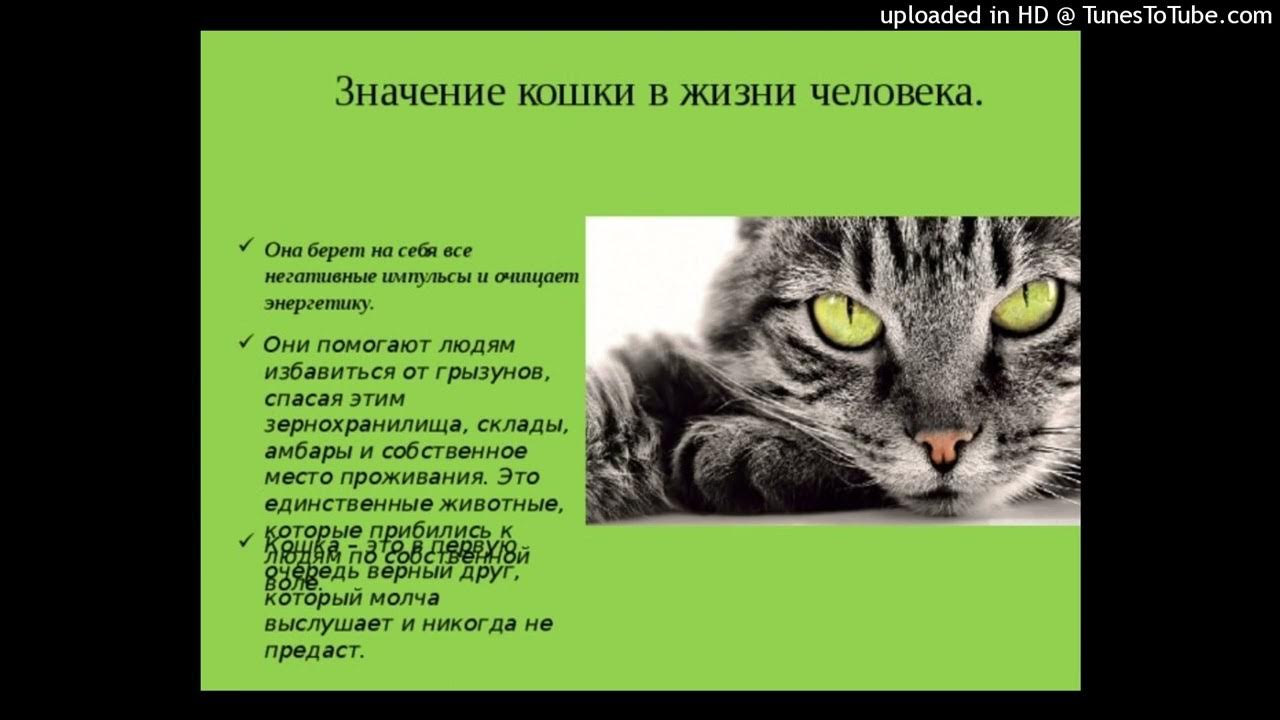 Играет роль кошки. Значение кошек в жизни человека. Роль кошек. Польза кошки на жизнь человека. Проект кошки в жизни человека.