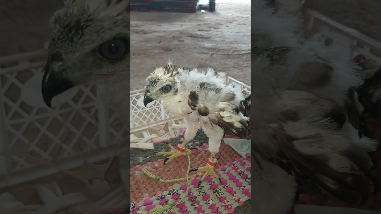 #បក្សី#ស្ទាំងស្លាបឆែកប៉ោយខ្លី