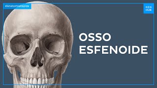 Ossos da órbita: Osso esfenoide - Anatomia Fácil | Kenhub
