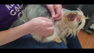How to get Mats out of your Yorkie's Hair