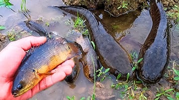 Bắt cá rô đồng, cá chép, cá dọn bể, cá chạch, cá sộp ngoài ruộng