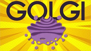 Golgi apparatus: structure and function