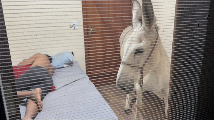 CHARLLES ACORDA TIRINGA COM UMA JUMENTINHA NO SEU QUARTO 😂😂 | COMÉDIA SELVAGEM