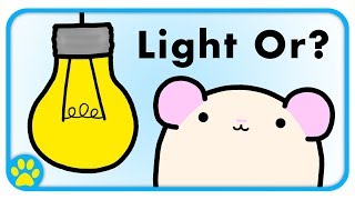 Do Hamsters Need Light At Night?