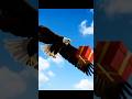 An Eagle Dropped a Mystery Gift Box — What’s Inside Will Shock You! | Mysterology