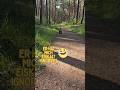 Whisky 🐶 #hund #usedom #wald