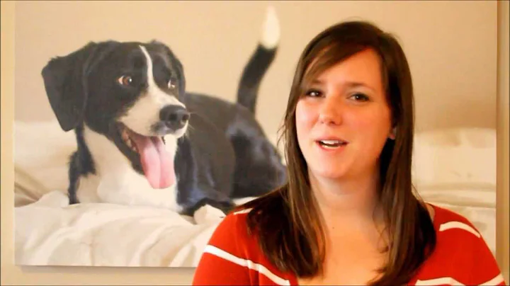 Allison Shamrell Pet Photography Promo Video