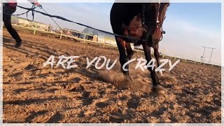 CRAZY HORSE | EQU ABRAMOVA