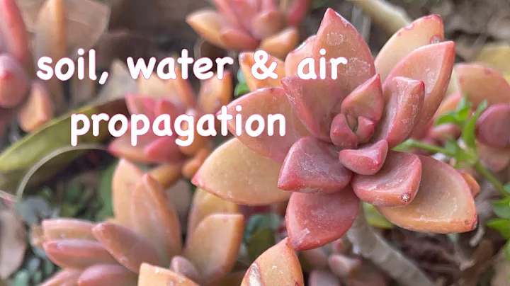 How to Propagate Graptosedum Vera Higgins /Graptos...