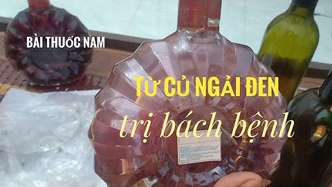 Bài thuốc hay từ củ ngải đen trị bách bệnh