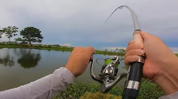 Nước Lên Rô Phi Vào Bờ - Giật Ba Tiêu Là Tối Ưu Nhất | Chuyện Câu Cá