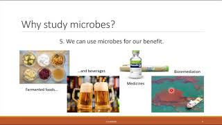 BIO 100   Chapter 13