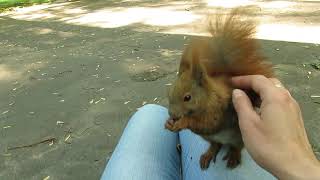 Squirrel - Petting squirrel on my lap / Wiewiórka drapanko na kolanach 11.5.2018 F