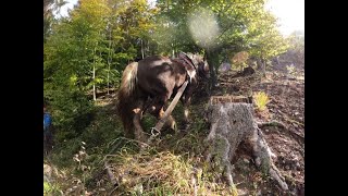 Práca v lese ťažným koňom