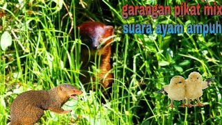 Garangan pikat jernih mix suara garangan dan anak ayam terbaru TANPA IKLAN