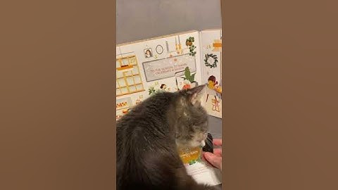 Purina Fancy Feast Feastivities Advent Calendar | day three/four  | 12/04/23