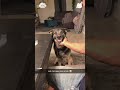 His party trick 🐺 #goldenretriever #fyp #dogsoftiktok #trending #funny