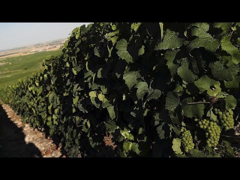Видео: Правила на винопроизводителя