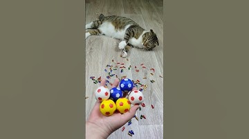 Funny Cat Barsik Beads 🌈 Balls ⚽ Reverse Video #funnyreversecat #cat #funny #reverse