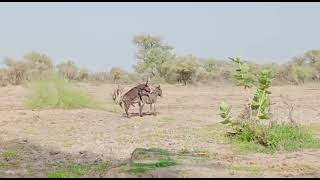 Donkey Meetings Donkey Meetings 2022