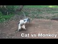 Cat vs Monkey - Thug Life