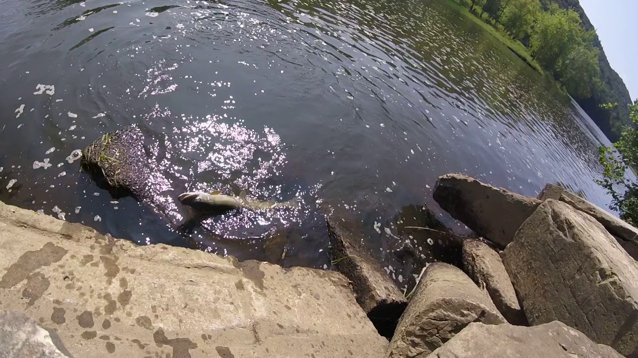 Tionesta Creek Muskie, Tionesta, Pa 26Aug2017