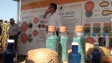 Syngenta - Día de campo girasol