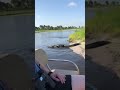 Big Ass Walking Gator