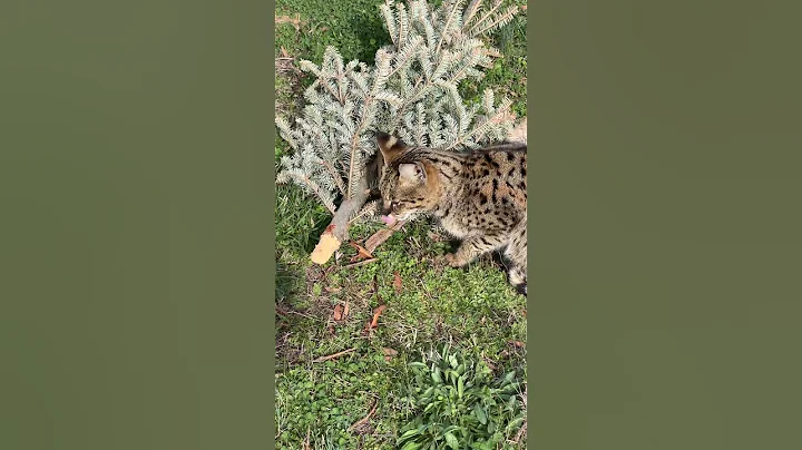 Watch the video about Tigger Savannah cat enjoys the signs of the Spring season.